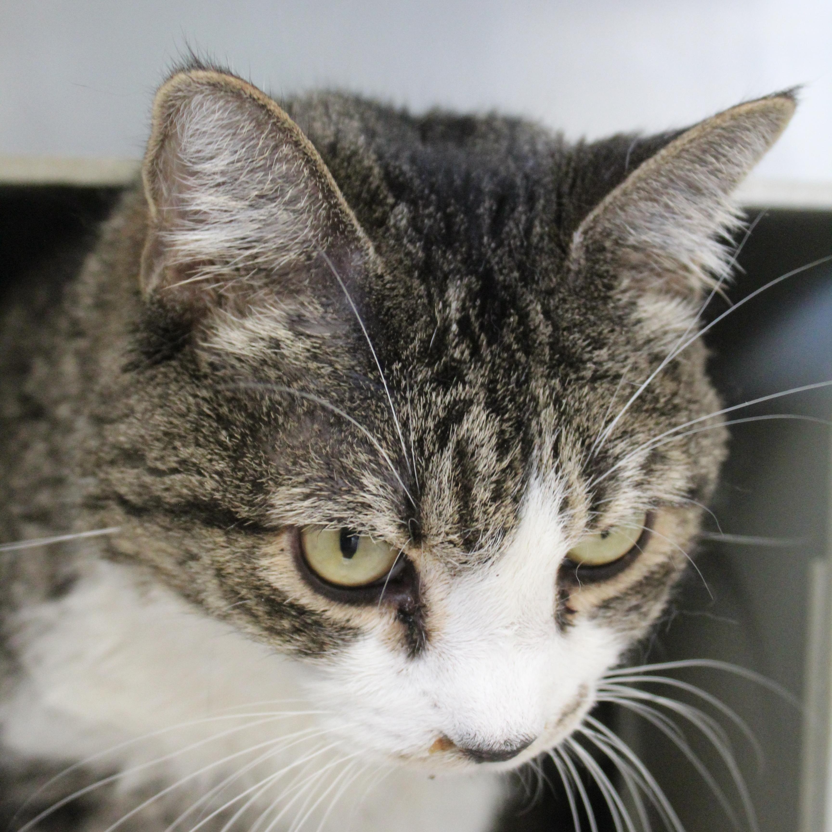 Crunch Roll , an adopted Domestic Medium Hair in Yucca Valley, CA image 2/2