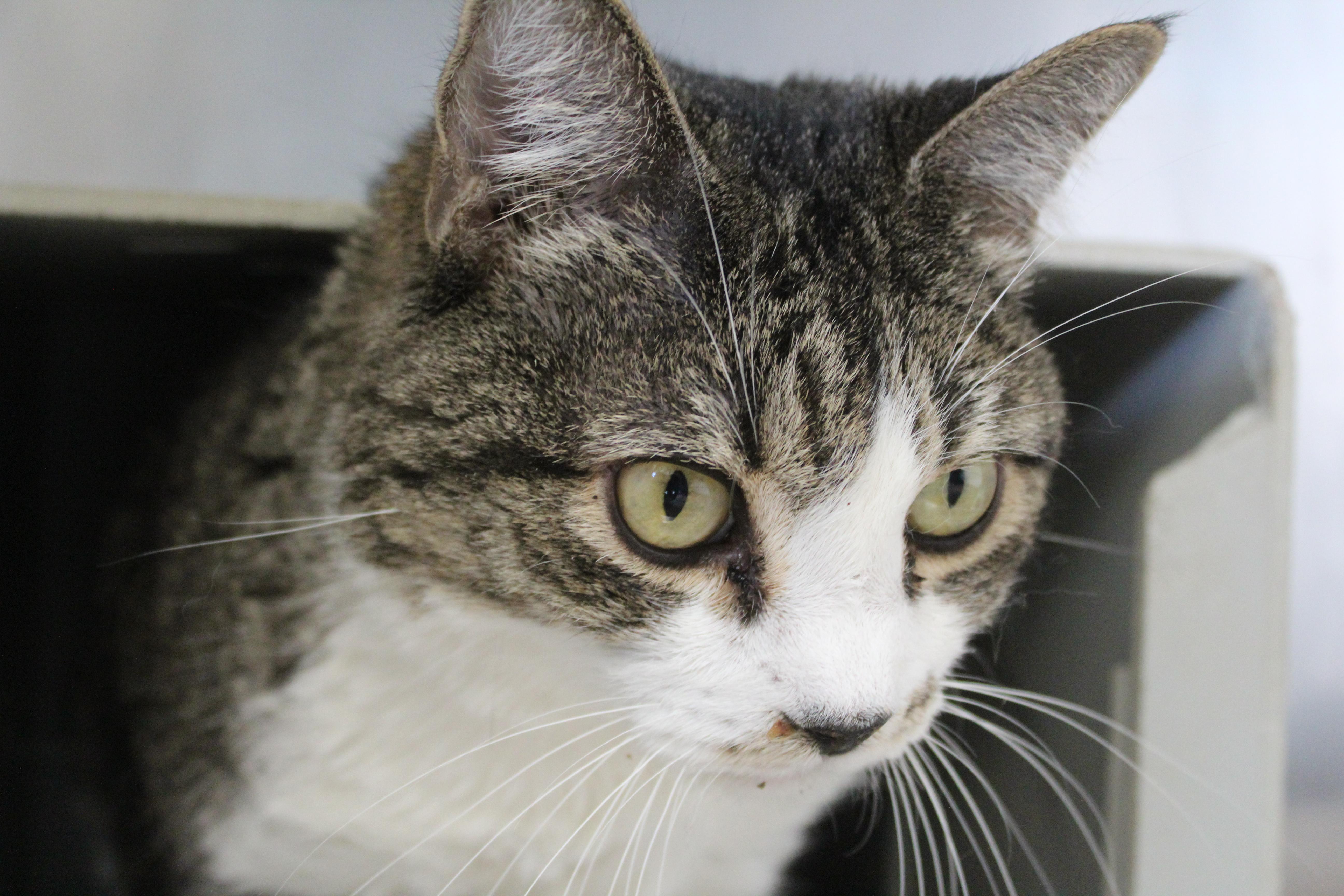 Crunch Roll , an adopted Domestic Medium Hair in Yucca Valley, CA image 1/2