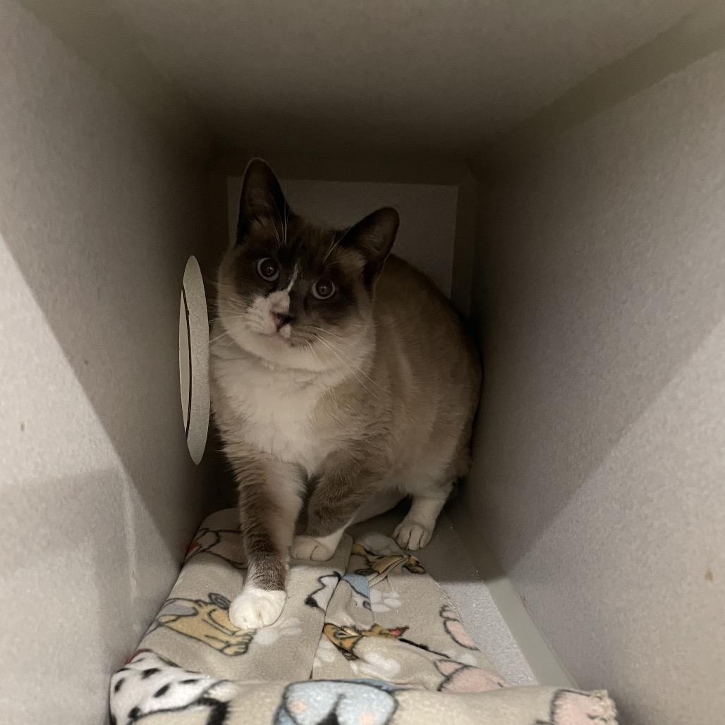 Momo, Adoptable, Young Male Domestic Short Hair.