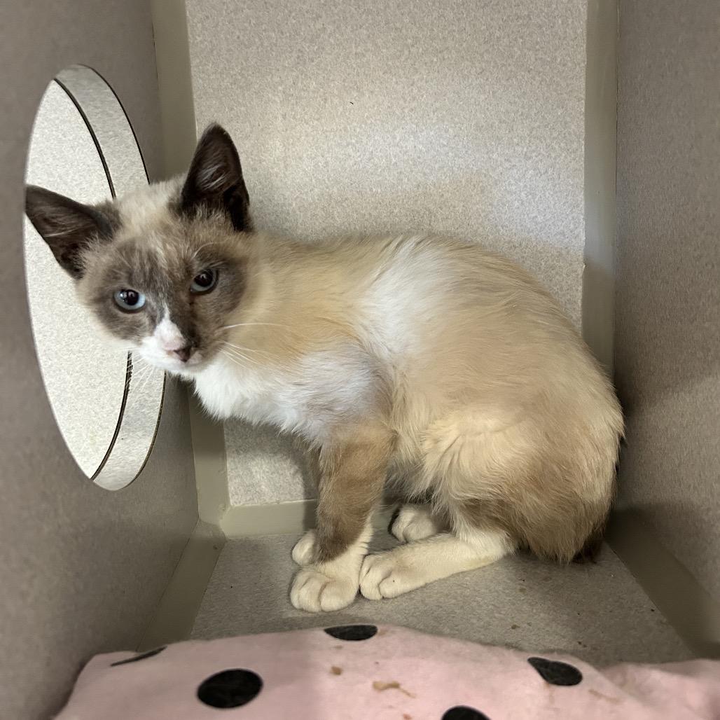 Enlarge Momo, a Adoptable Domestic Short Hair in Rexburg, ID image 2/3