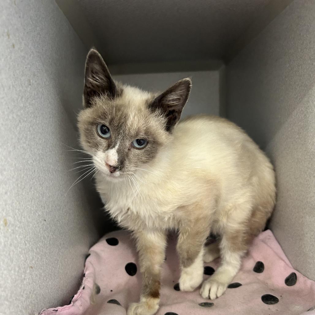 Enlarge Momo, a Adoptable Domestic Short Hair in Rexburg, ID image 3/3