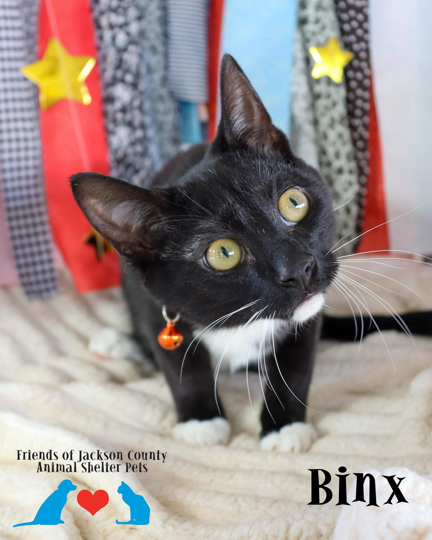 Enlarge Binx, a Adoptable mixed breed in Ocean Springs, MS image 4/4
