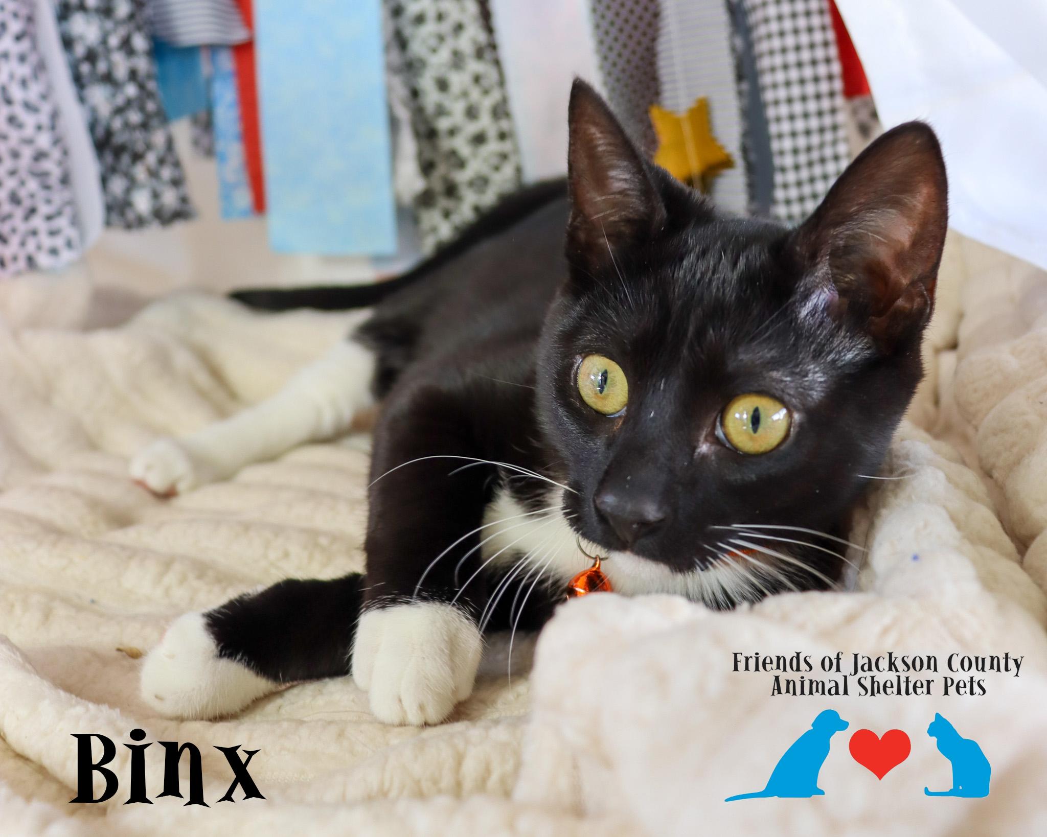 Enlarge Binx, a Adoptable mixed breed in Ocean Springs, MS image 2/4