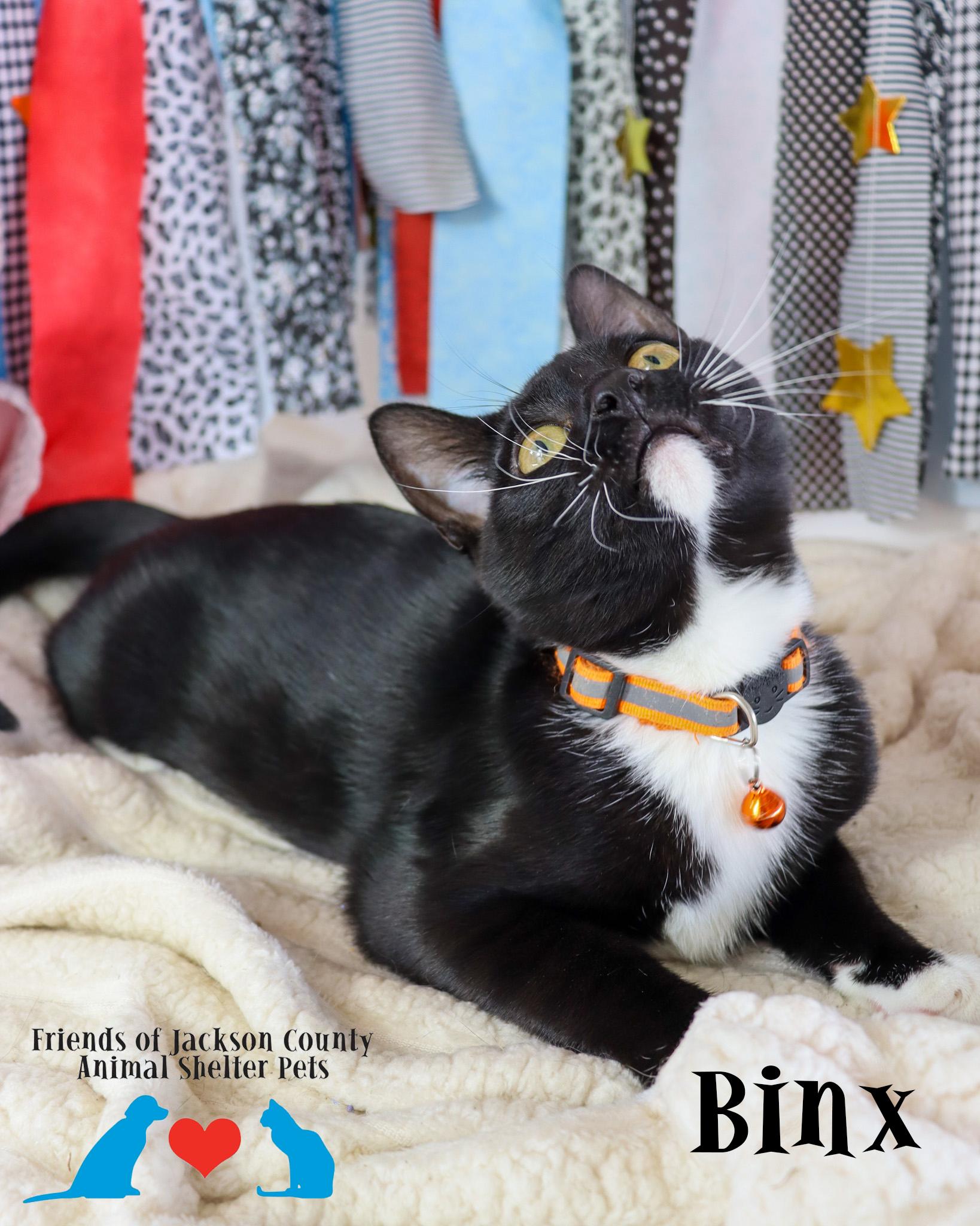 Binx, Adoptable, Kitten Male Domestic Short Hair & Tuxedo.