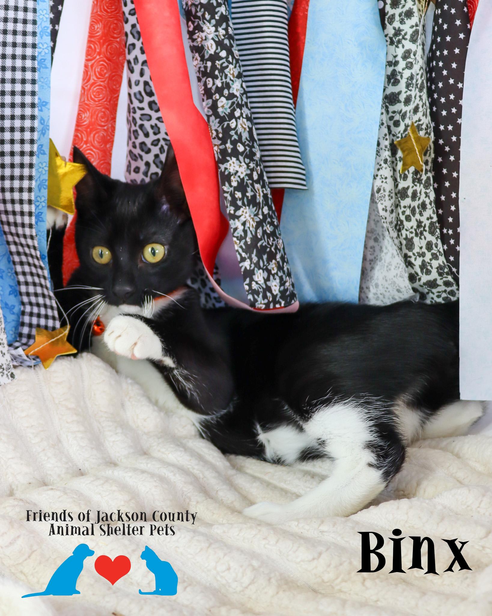 Enlarge Binx, a Adoptable mixed breed in Ocean Springs, MS image 3/4