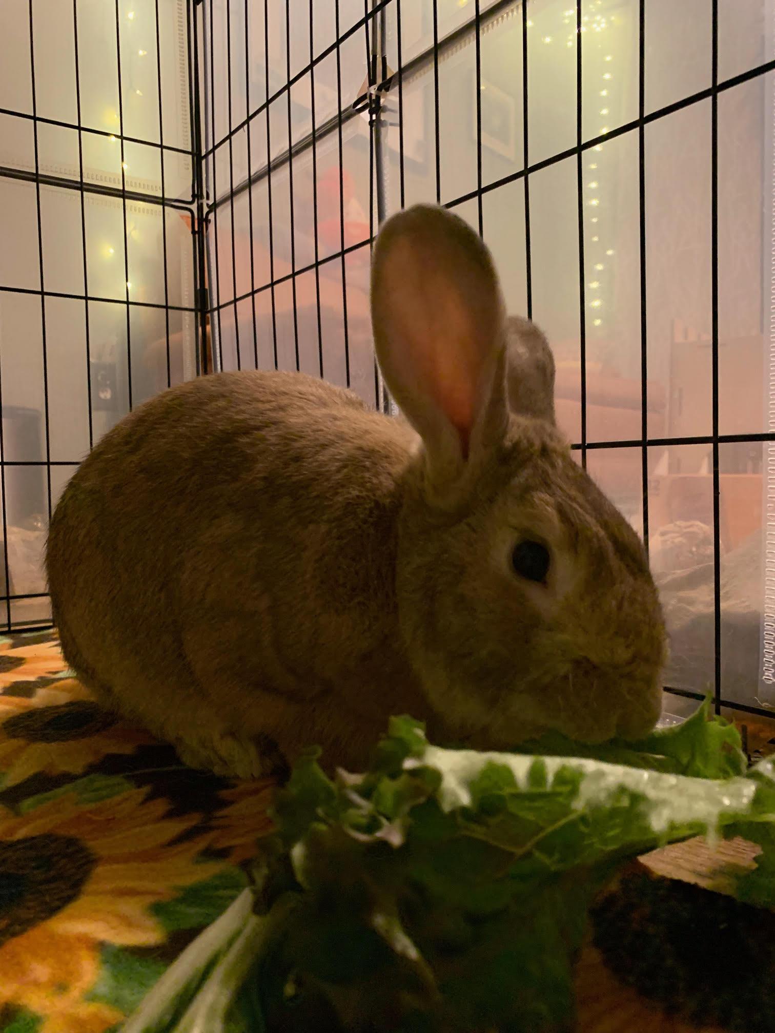 Enlarge Geronimo, a Adoptable Bunny Rabbit in Albuquerque, NM image 2/6