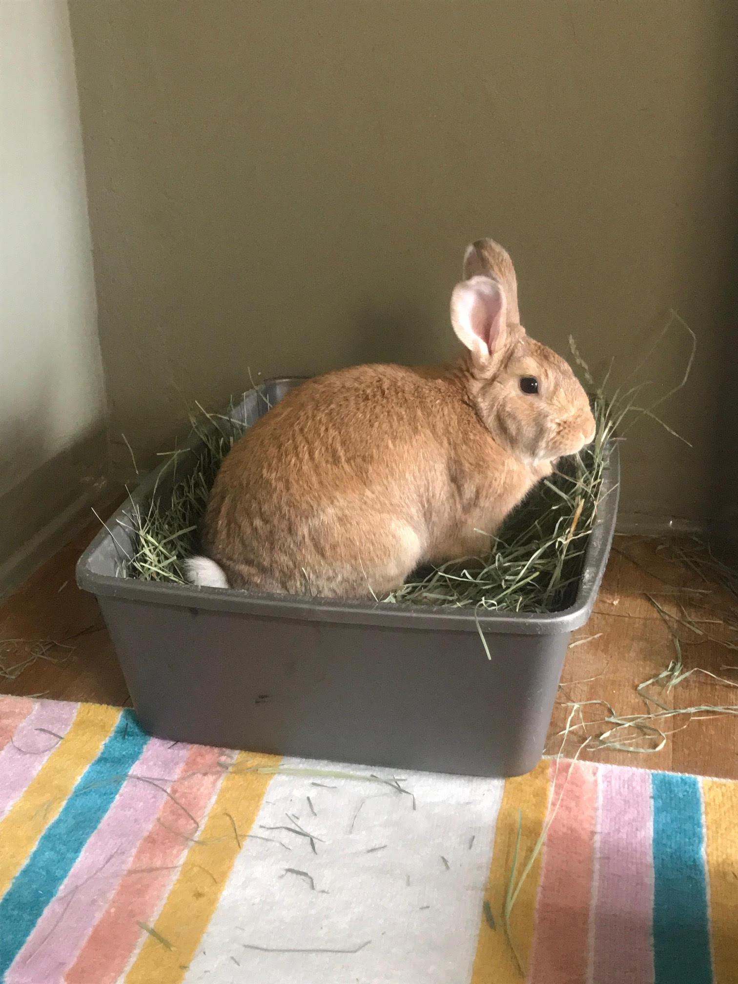 Enlarge Geronimo, a Adoptable Bunny Rabbit in Albuquerque, NM image 3/6