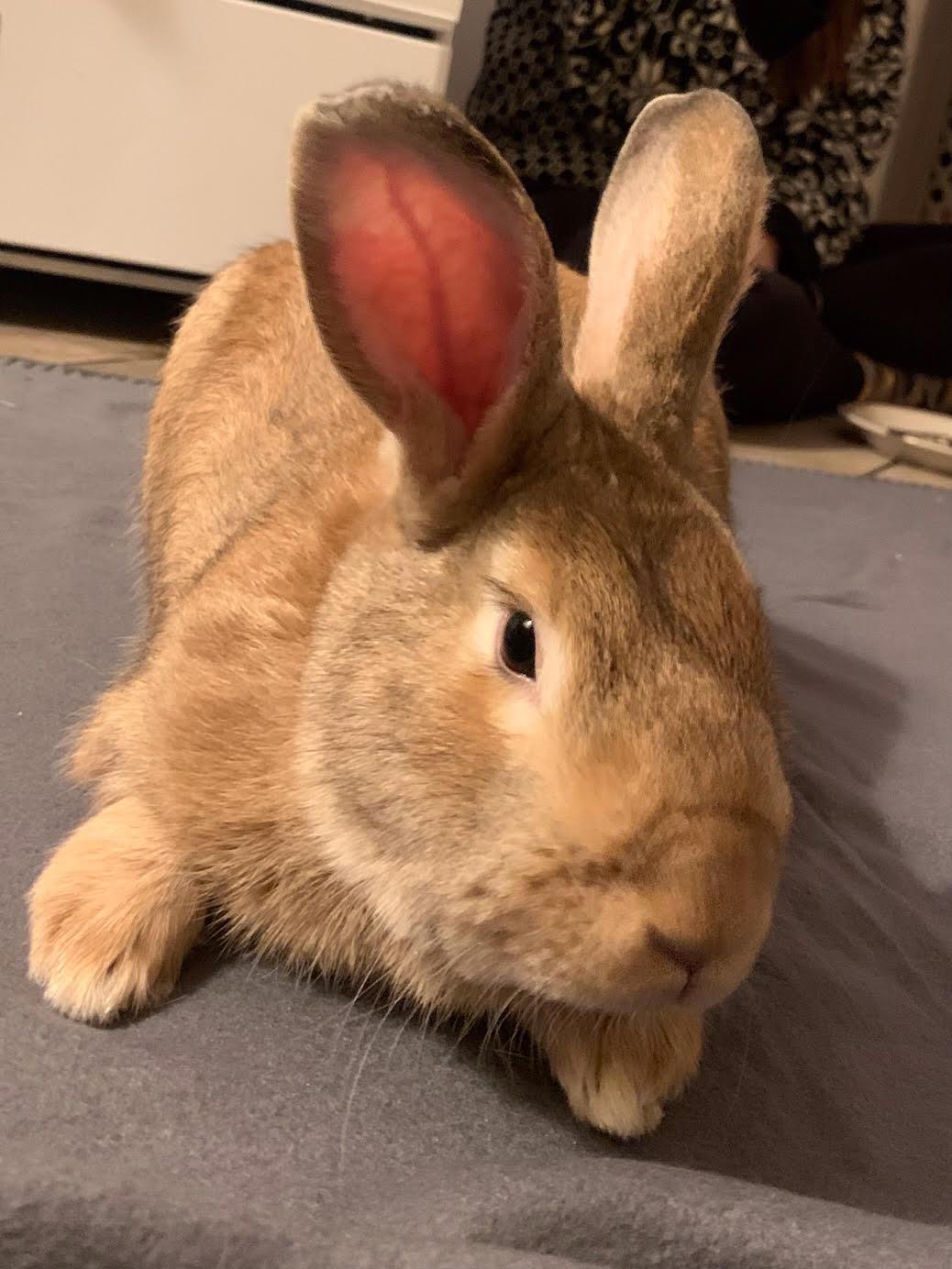 Enlarge Geronimo, a Adoptable Bunny Rabbit in Albuquerque, NM image 1/6