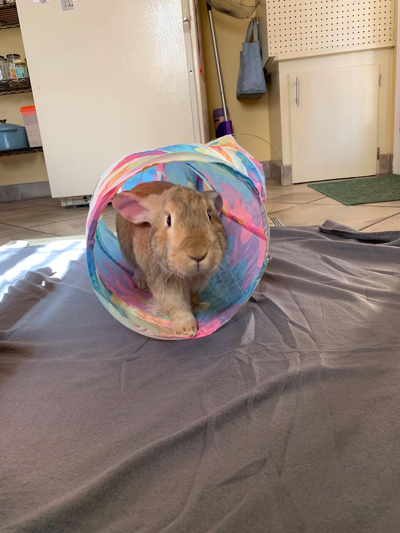 Enlarge Geronimo, a Adoptable Bunny Rabbit in Albuquerque, NM image 4/6