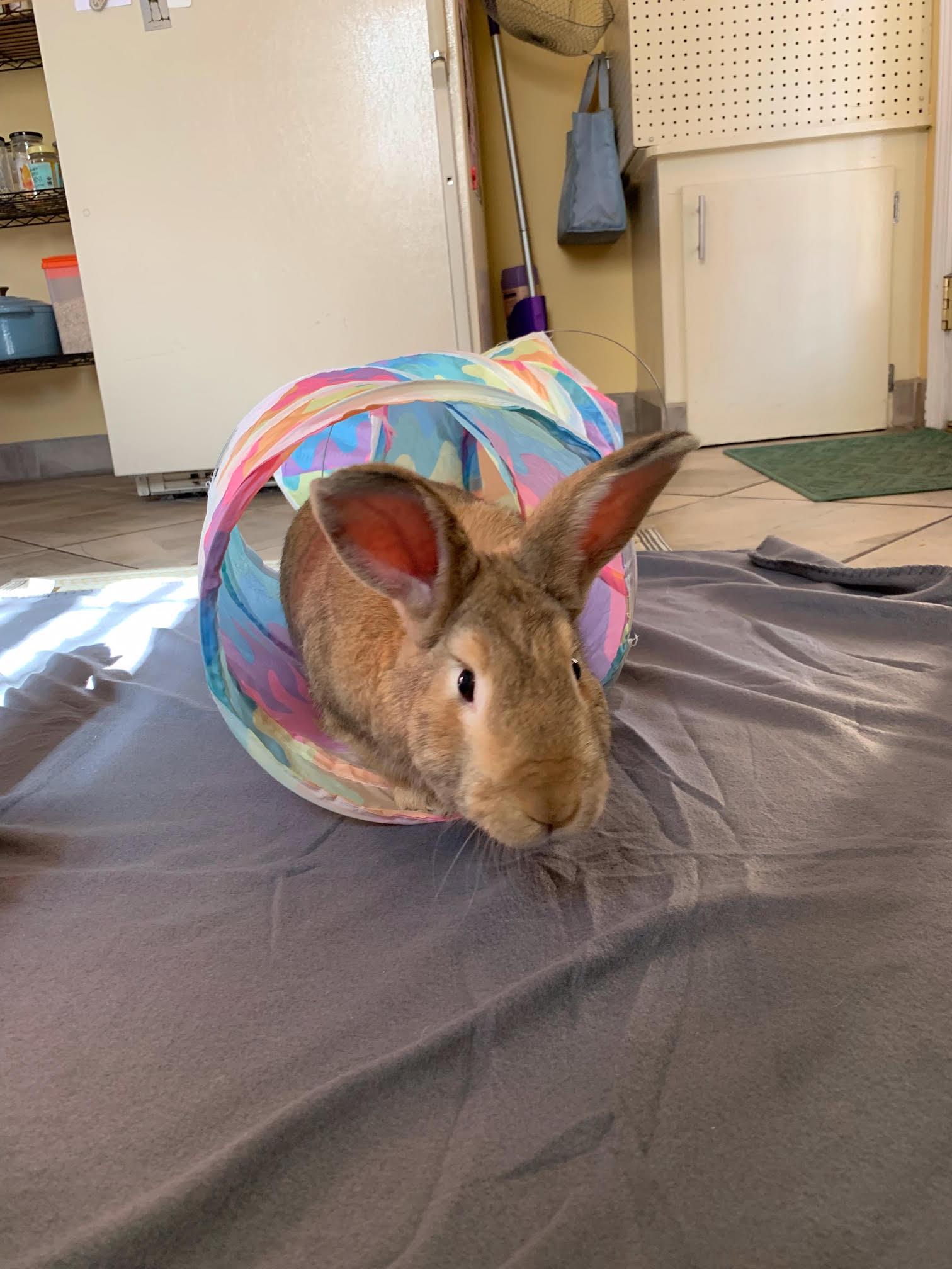 Enlarge Geronimo, a Adoptable Bunny Rabbit in Albuquerque, NM image 5/6