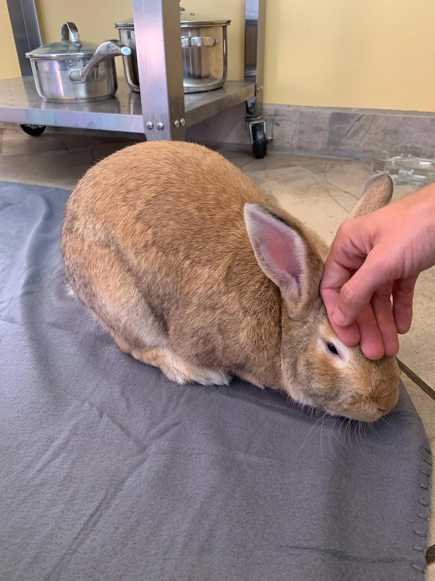 Enlarge Geronimo, a Adoptable Bunny Rabbit in Albuquerque, NM image 6/6