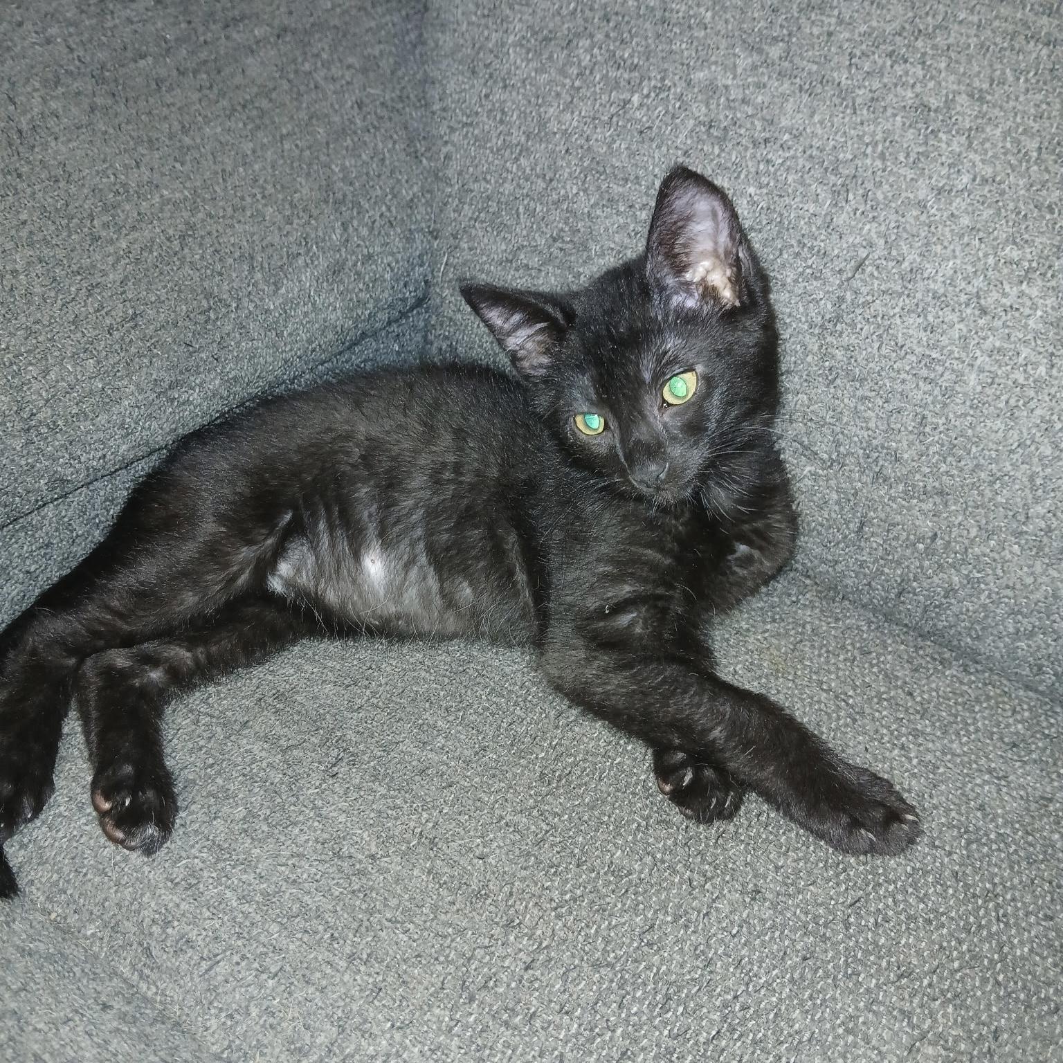Raven, adopted, Kitten Female Domestic Short Hair.