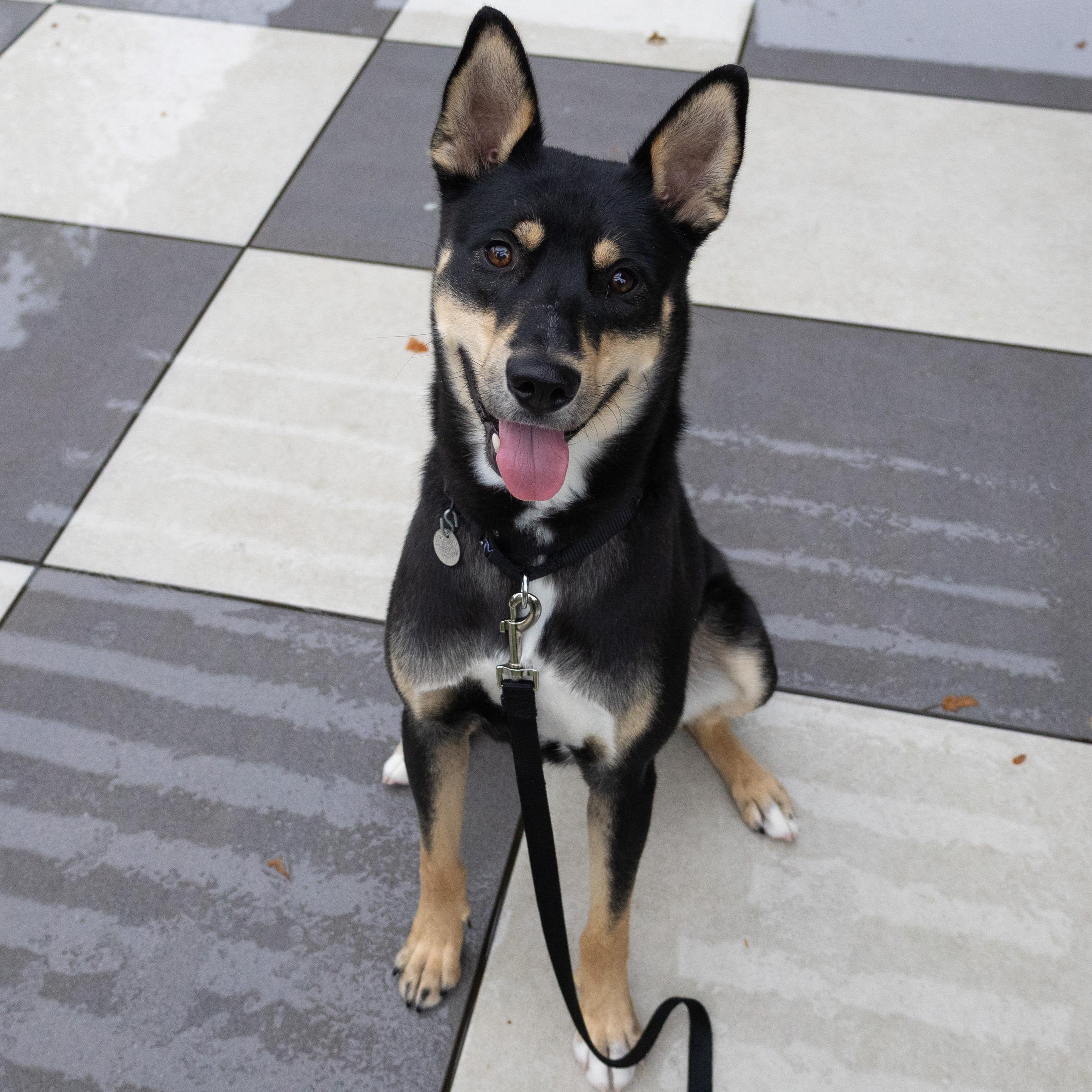 Enlarge Chihiro, a Adoptable mixed breed in Chicago, IL image 2/5