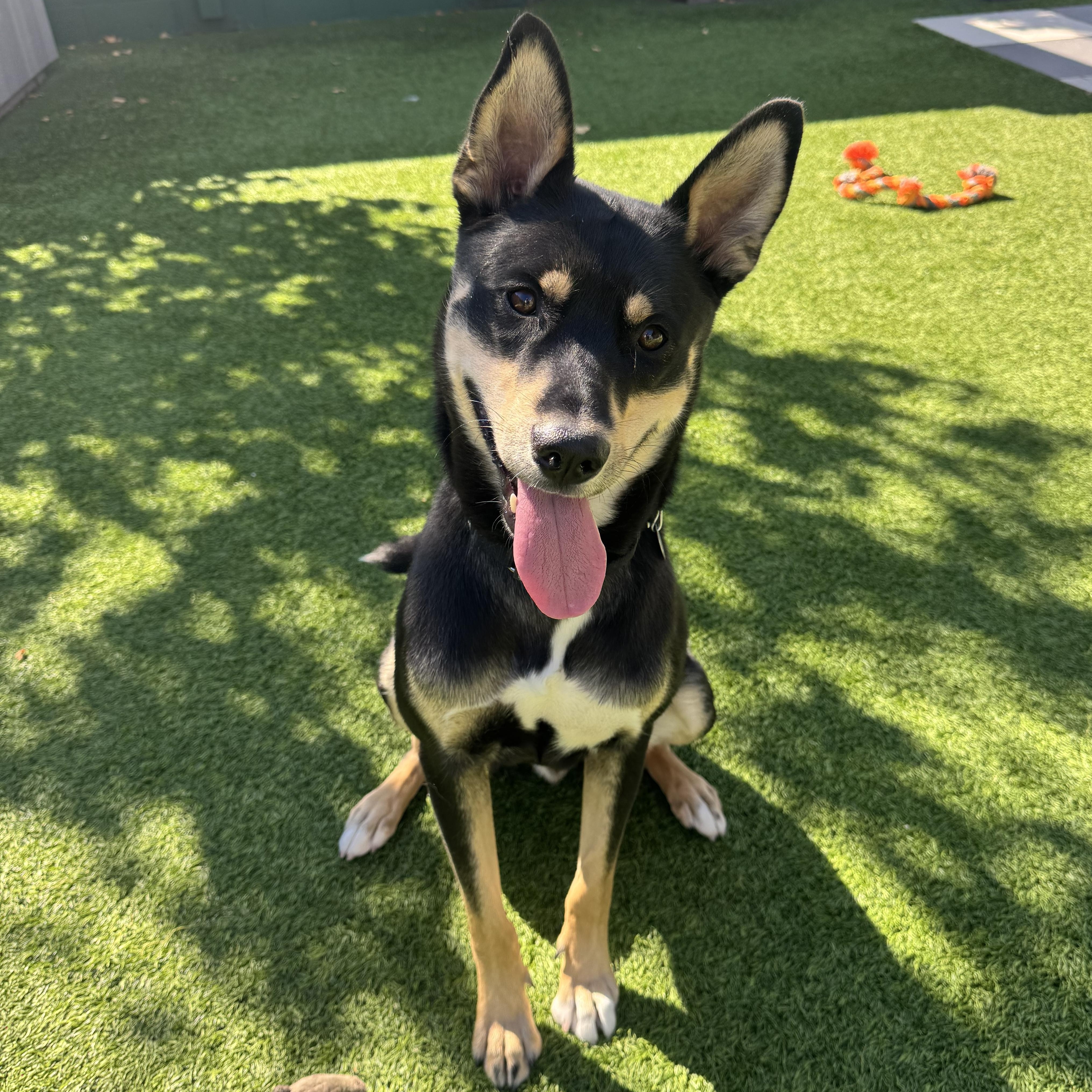 Enlarge Chihiro, a Adoptable mixed breed in Chicago, IL image 1/5