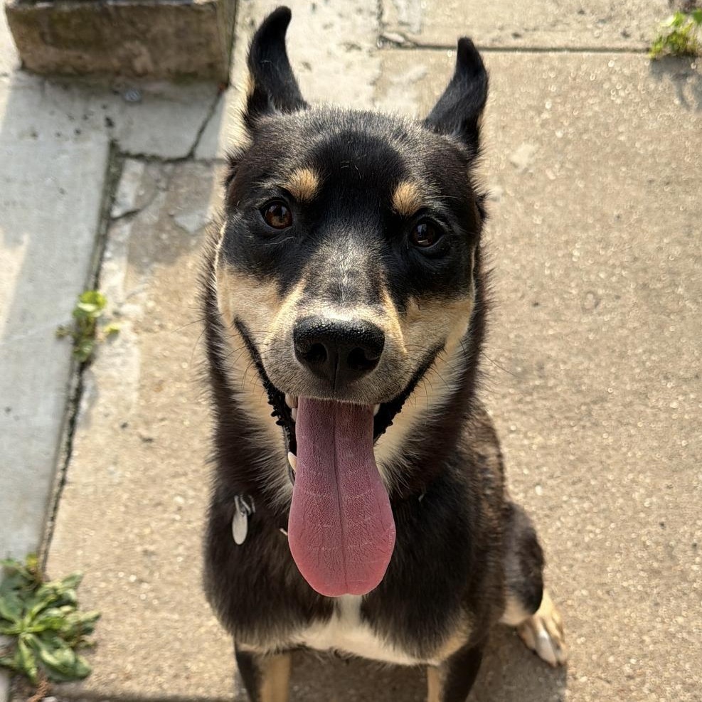 Enlarge Chihiro, a Adoptable mixed breed in Chicago, IL image 3/5