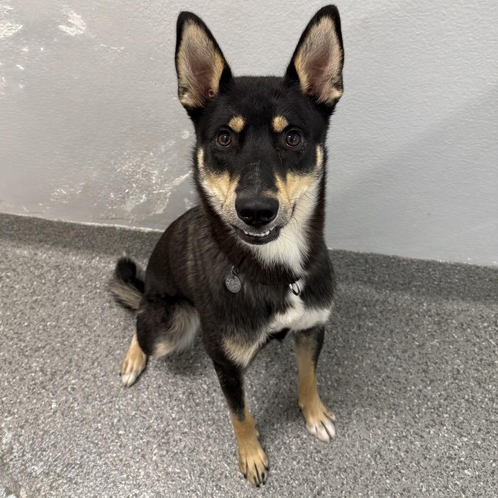Enlarge Chihiro, a Adoptable mixed breed in Chicago, IL image 4/5