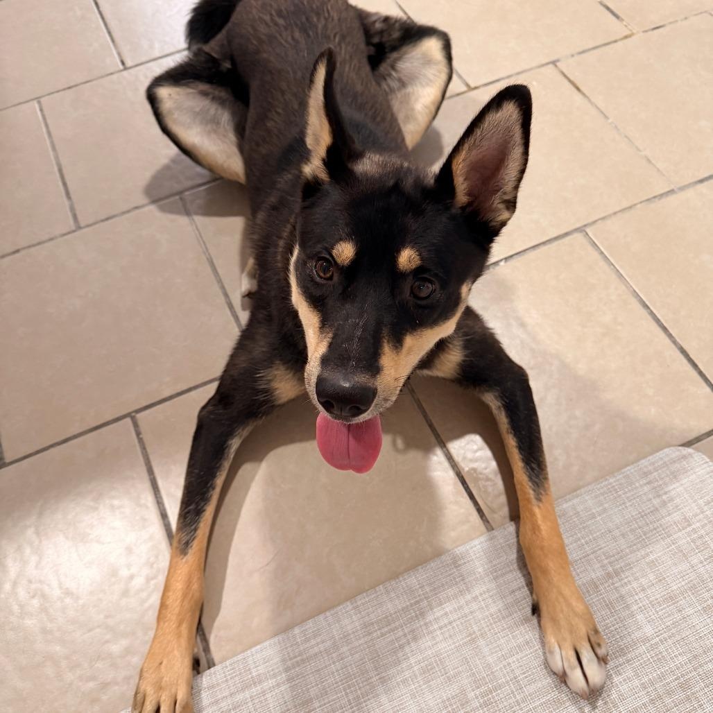 Enlarge Chihiro, a Adoptable mixed breed in Chicago, IL image 5/5