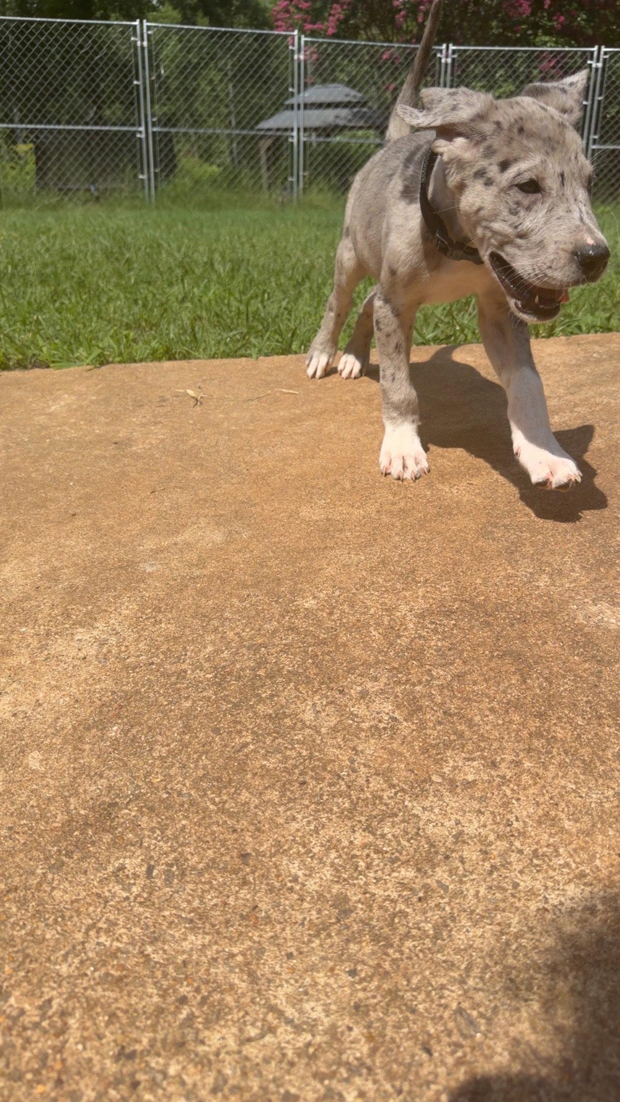 Enlarge Mickey, a Adopted mixed breed in Chambersburg, PA image 1/3
