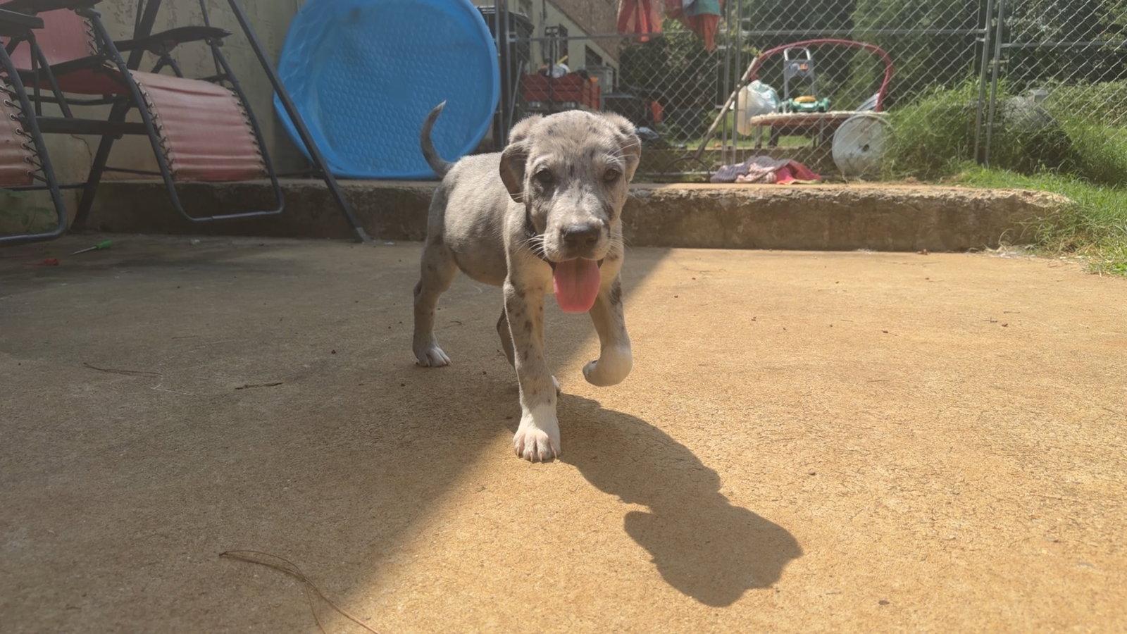 Enlarge Mickey, a Adopted mixed breed in Chambersburg, PA image 2/3