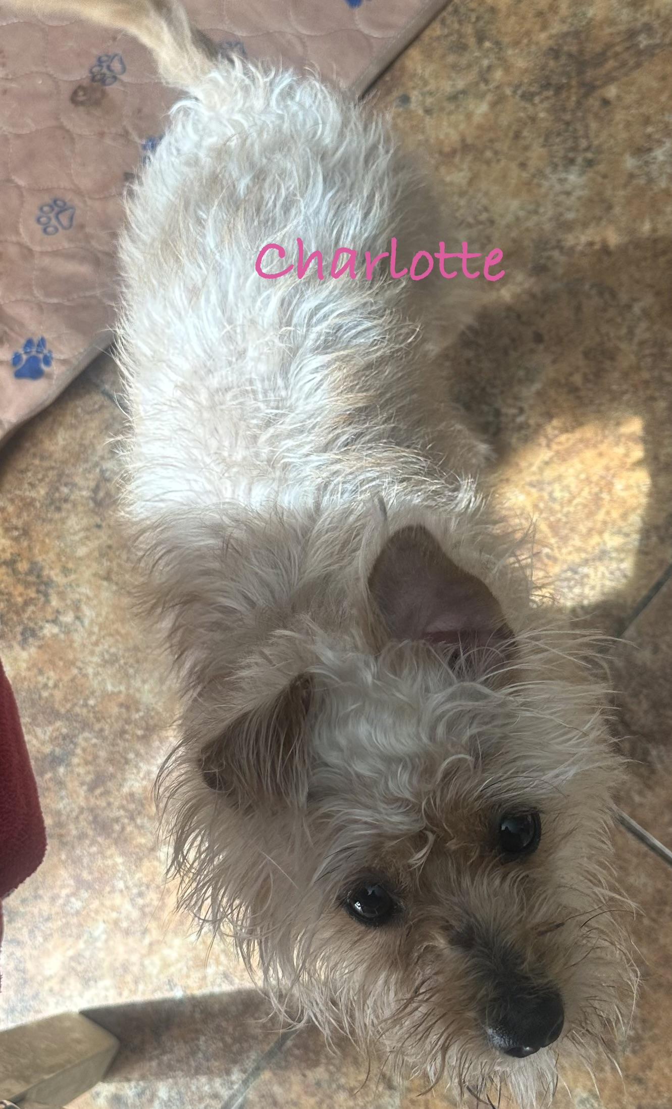 Charlotte , ADOPTABLE, Adult Female Silky Terrier.