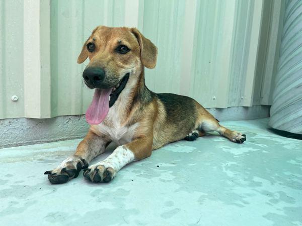 Butternut, Adoptable, Adult Female Basset Hound.