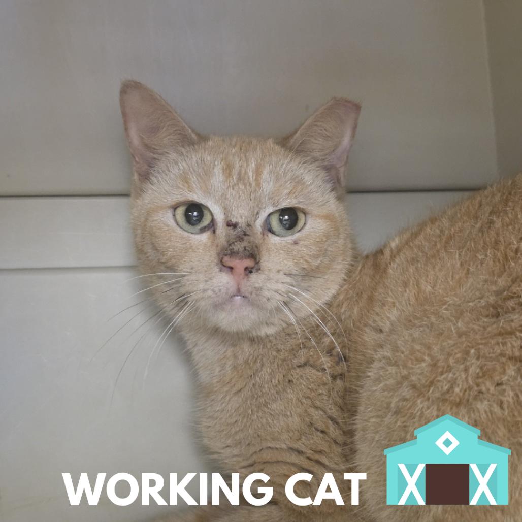 Enlarge Chardonnay, a Adoptable Domestic Short Hair in Sarasota, FL image 1/1