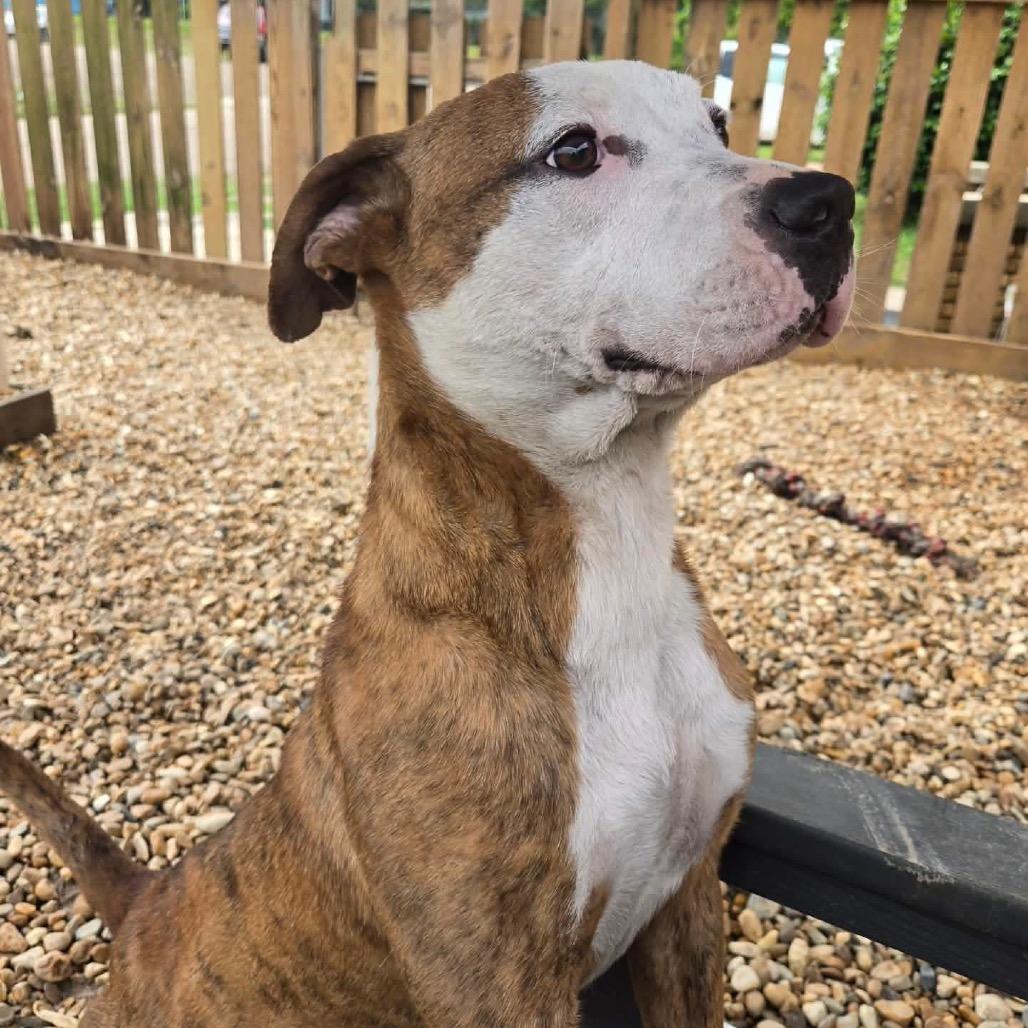 Lucky Dice, Adoptable, Young Male Pit Bull Terrier.
