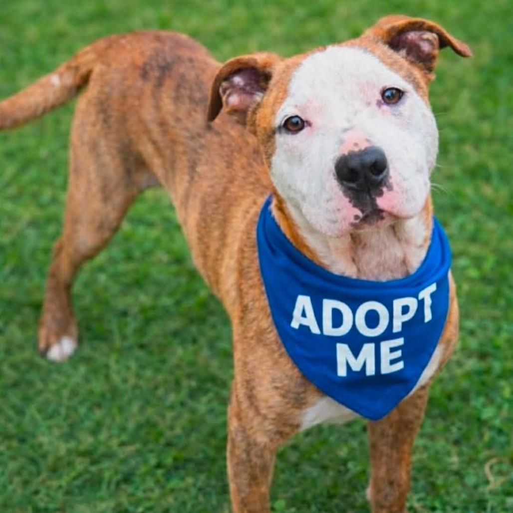 Lucky Dice, Adoptable, Young Male Pit Bull Terrier.