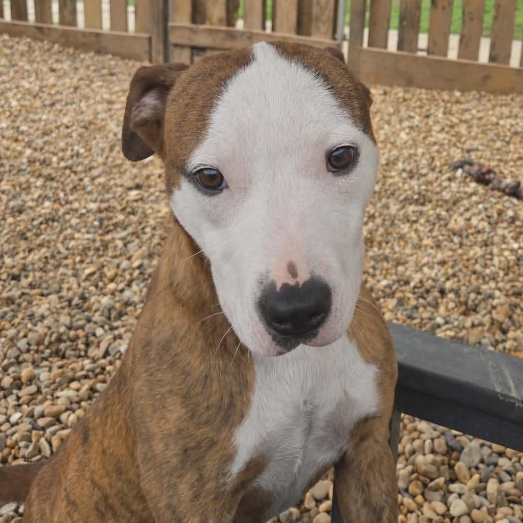 Enlarge Lucky Dice, a Adoptable Pit Bull Terrier in Wadena, MN image 3/4