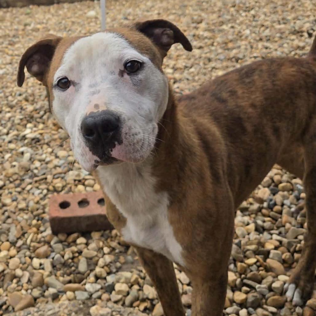 Enlarge Lucky Dice, a Adoptable Pit Bull Terrier in Wadena, MN image 4/4