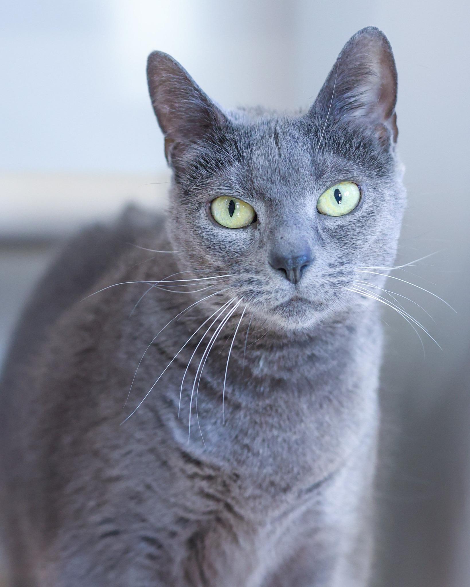 CONCERTINA (0158), ADOPTABLE, Adult Female Domestic Short Hair.