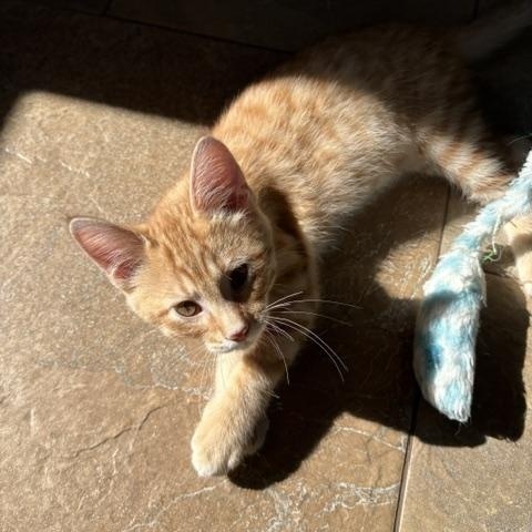 Freddy, ADOPTABLE, Kitten Male Tabby & Domestic Short Hair.