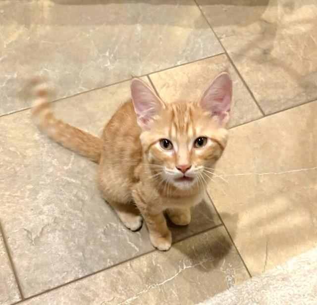 Freddy, a ADOPTABLE mixed breed in Lombard, IL image 3/4