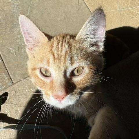Freddy, a ADOPTABLE mixed breed in Lombard, IL image 2/4
