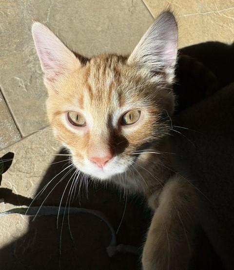 Freddy, a ADOPTABLE mixed breed in Lombard, IL image 4/4