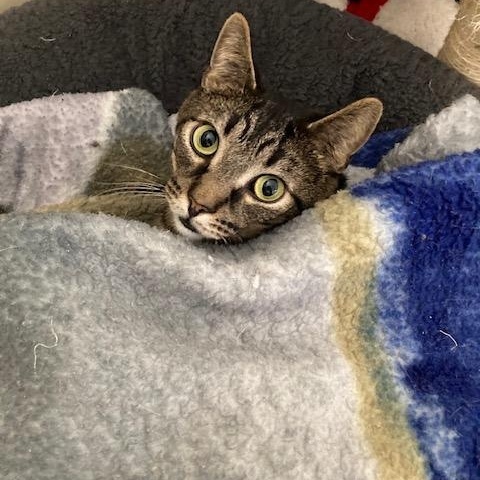 Enlarge ZANY, a Adoptable Domestic Short Hair in Kankakee, IL image 2/3