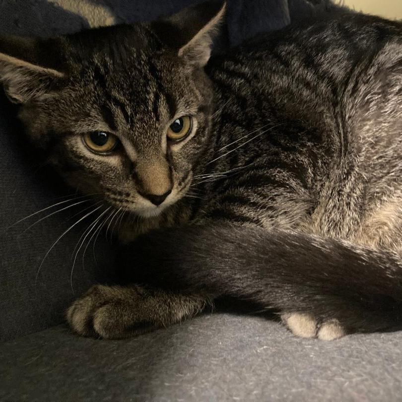 ZANY, a Adoptable Domestic Short Hair in Kankakee, IL image 1/6