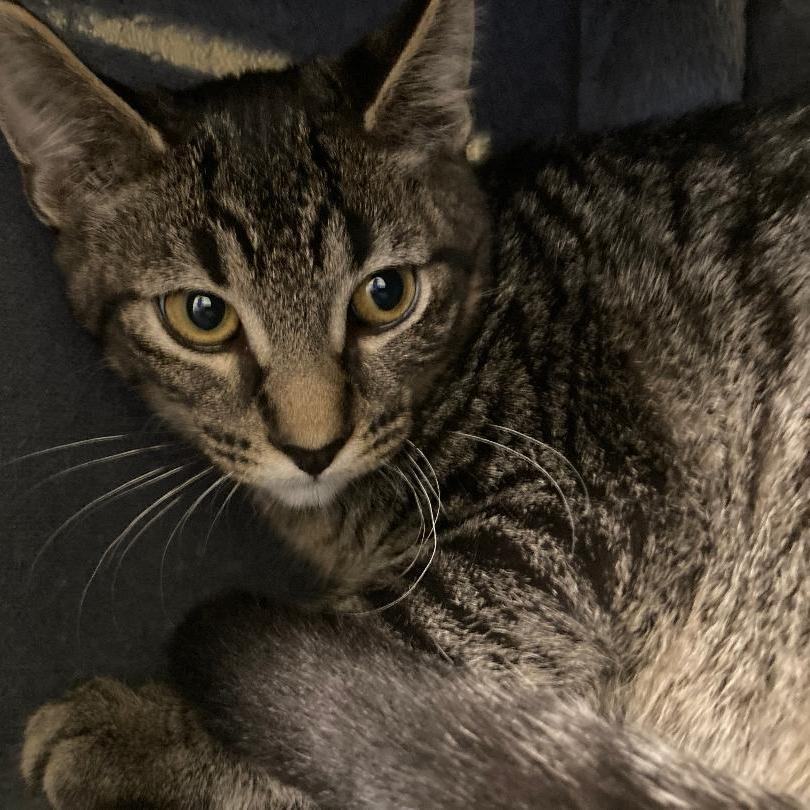 ZANY, a Adoptable Domestic Short Hair in Kankakee, IL image 2/6