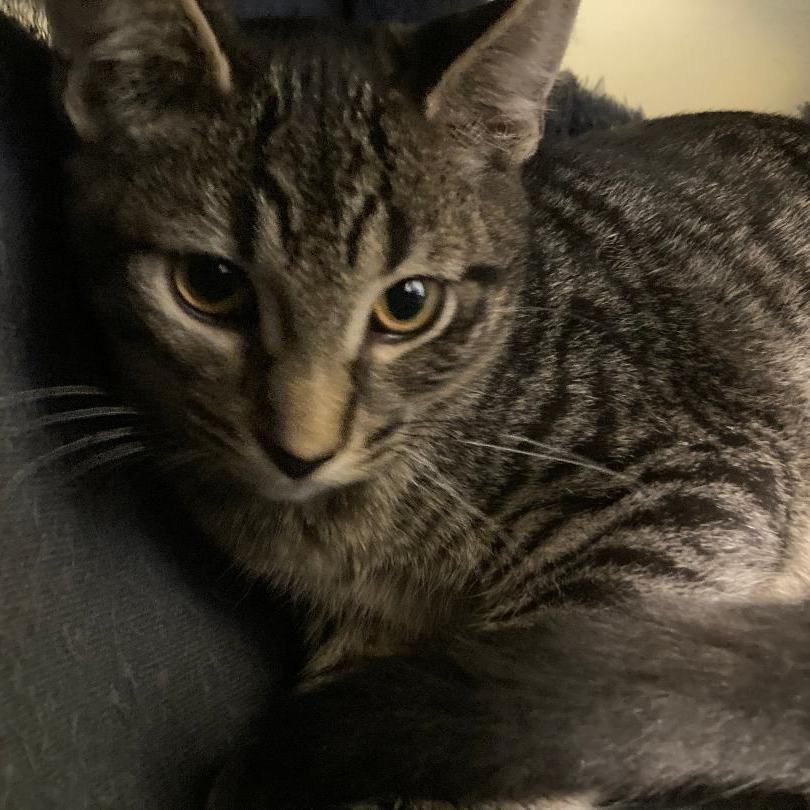 ZANY, a Adoptable Domestic Short Hair in Kankakee, IL image 3/6