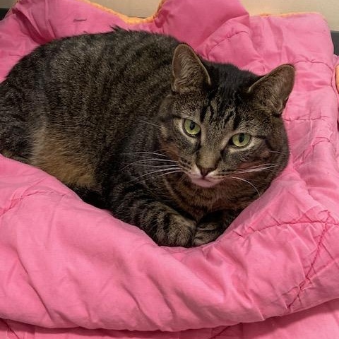 Enlarge ZANY, a Adoptable Domestic Short Hair in Kankakee, IL image 1/3