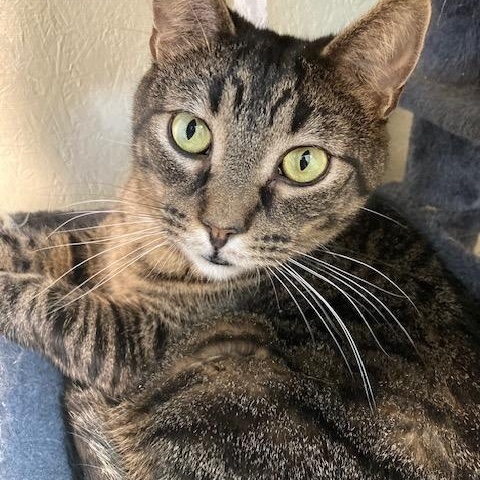 Enlarge ZANY, a Adoptable Domestic Short Hair in Kankakee, IL image 3/3