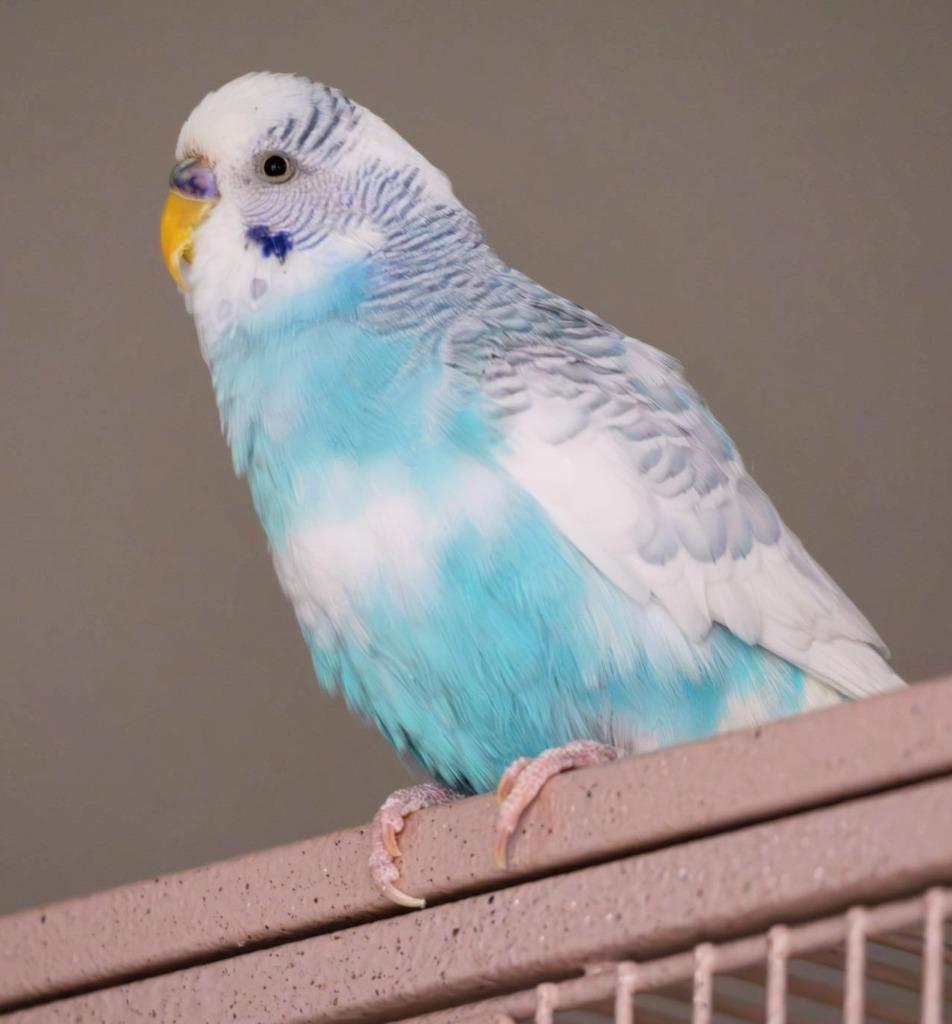 Sofie, Adoptable, Young Male Budgie / Budgerigar.