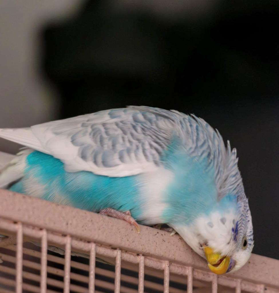 Enlarge Sofie, a Adoptable Budgie / Budgerigar in Ballwin, MO image 2/6