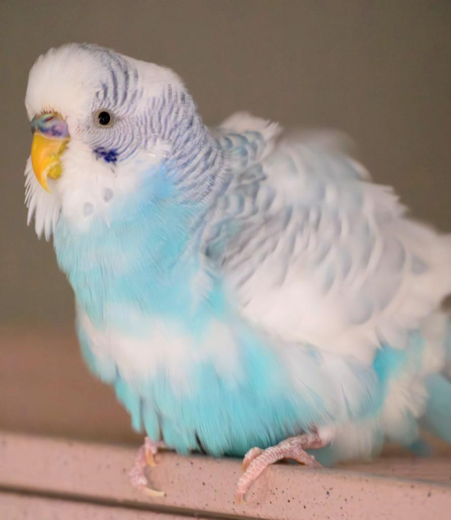 Enlarge Sofie, a Adoptable Budgie / Budgerigar in Ballwin, MO image 3/6