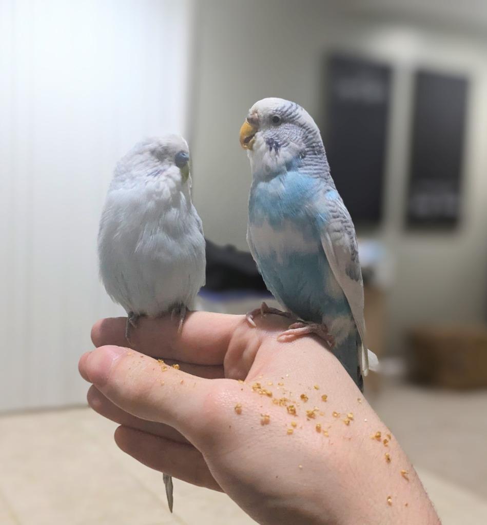 Enlarge Sofie, a Adoptable Budgie / Budgerigar in Ballwin, MO image 4/6