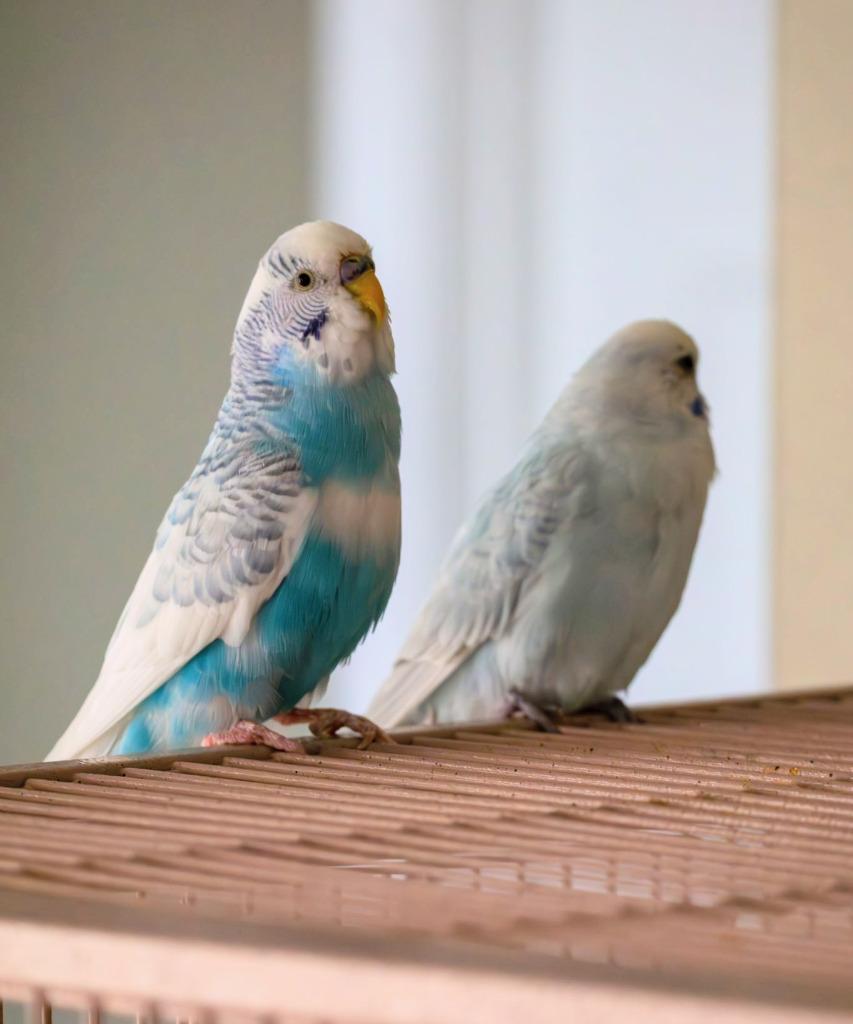 Enlarge Sofie, a Adoptable Budgie / Budgerigar in Ballwin, MO image 5/6