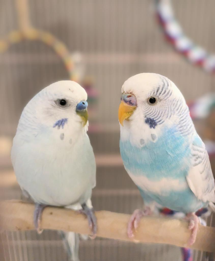Enlarge Sofie, a Adoptable Budgie / Budgerigar in Ballwin, MO image 6/6