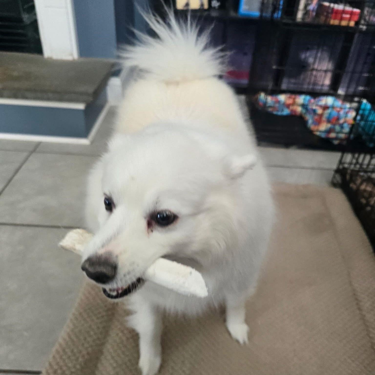 Sammy, a Adoptable American Eskimo Dog in Elkton, MD image 3/3