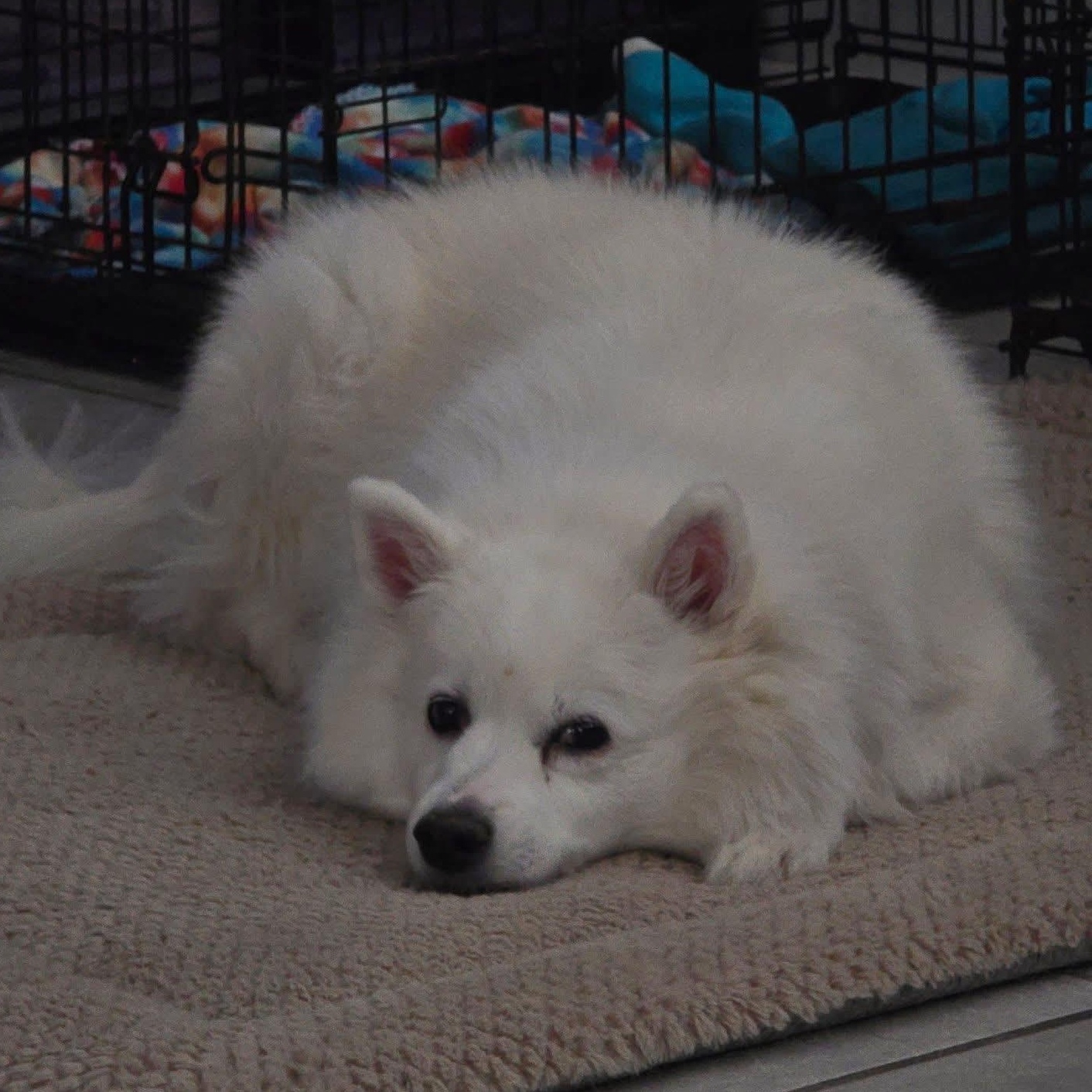 Sammy, a Adoptable American Eskimo Dog in Elkton, MD image 2/3