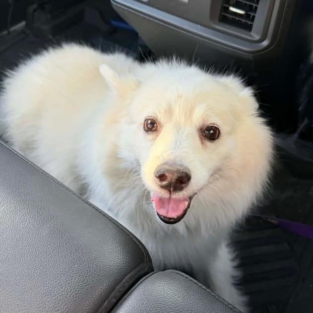 Sammy, a Adoptable American Eskimo Dog in Elkton, MD image 1/3